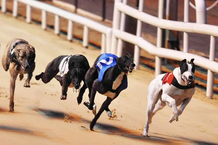 Bí Quyết Chơi Đua Chó 8US Thắng Lớn Sau 5 Phút Đọc Hướng Dẫn