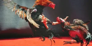 Bí Kíp Chơi Đá Gà WS168 Tại 8US Bất Bại Cho Mọi Kê Thủ