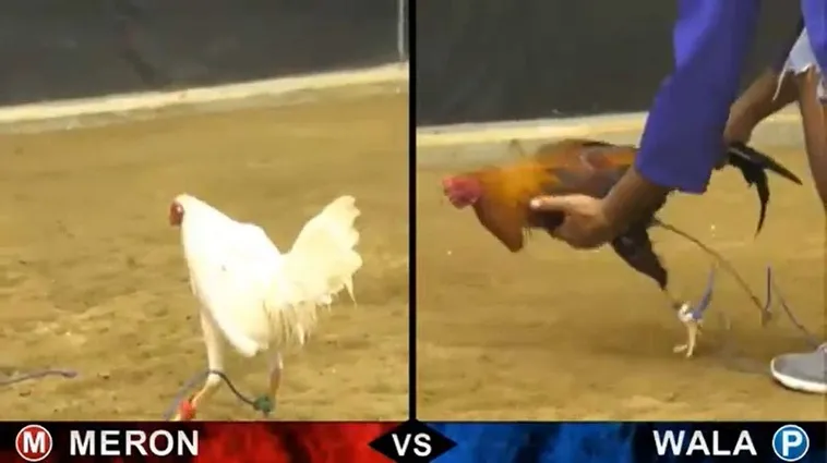 Bí Quyết Chơi Đá Gà Sabong 8US Bất Bại Chinh Phục Mọi Kèo Cược